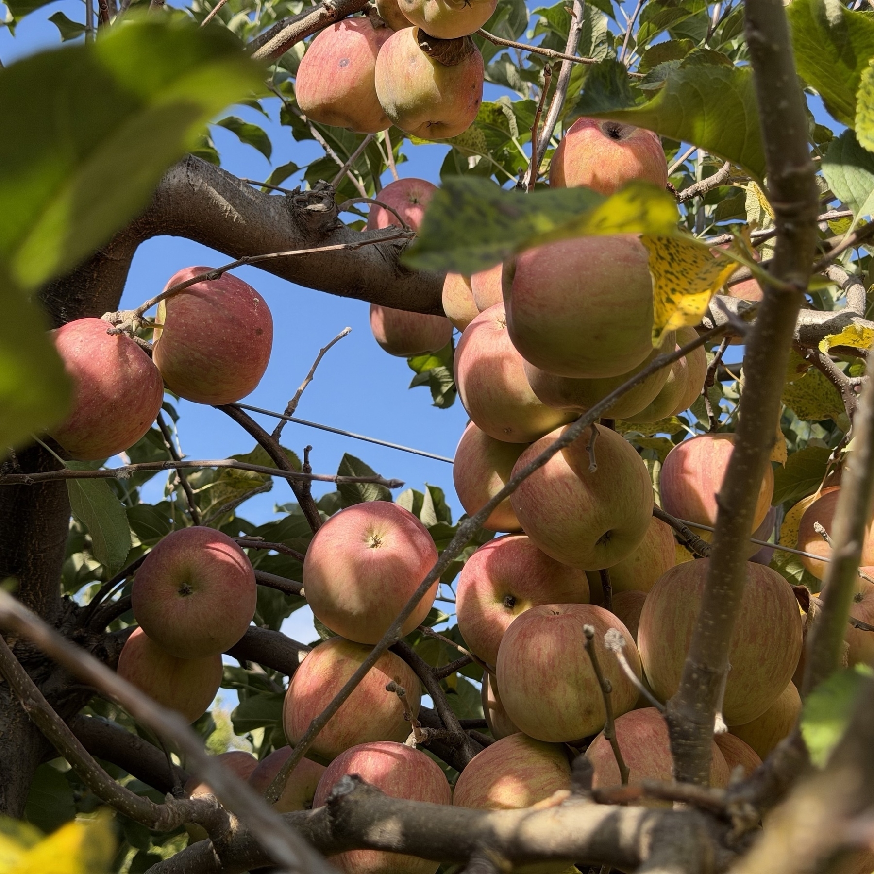 Apple tree and sky